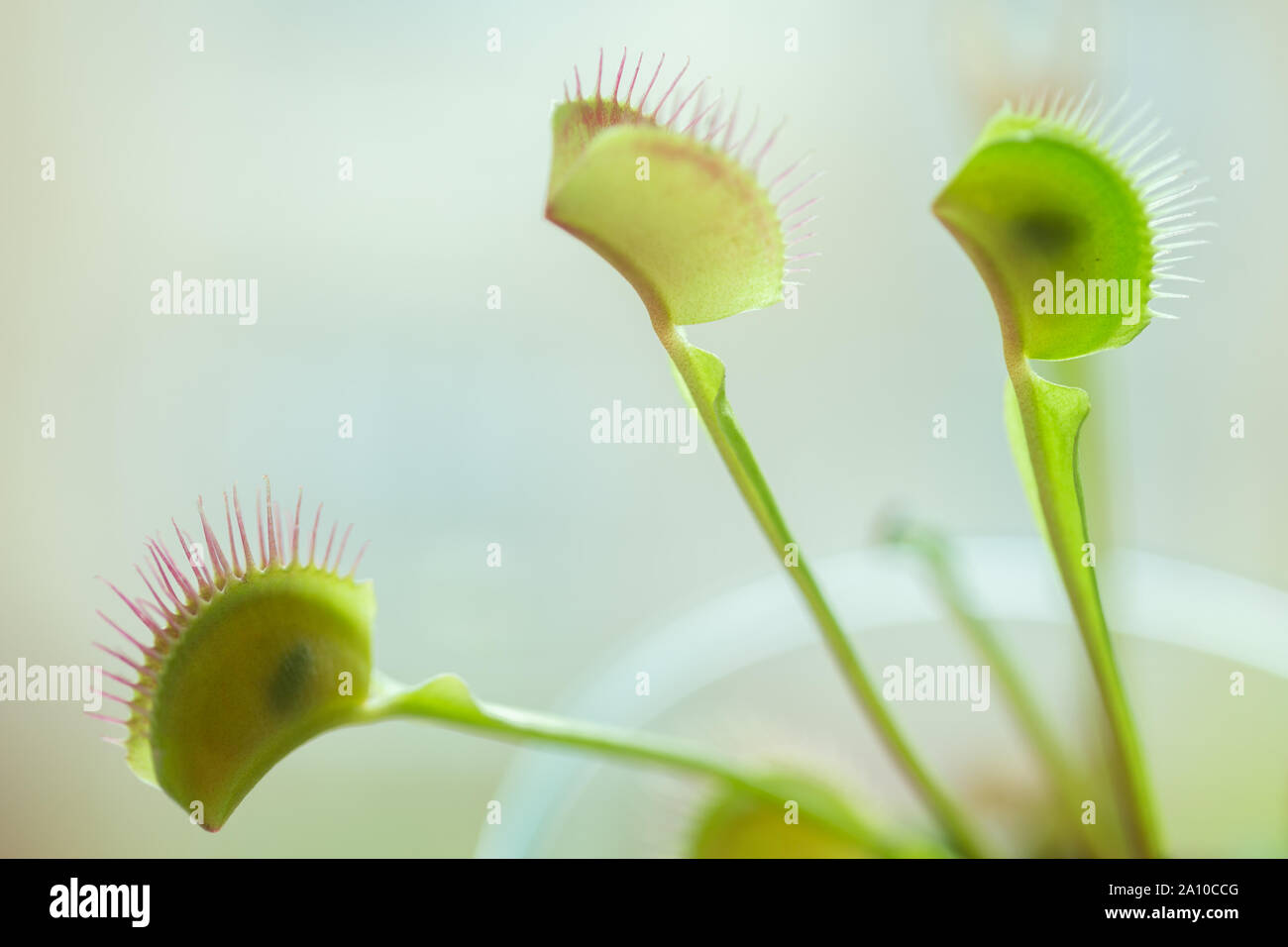 Trap leaf of dionaea muscipula carnivorous plant. Closeup look to leaves and insects inside Stock Photo