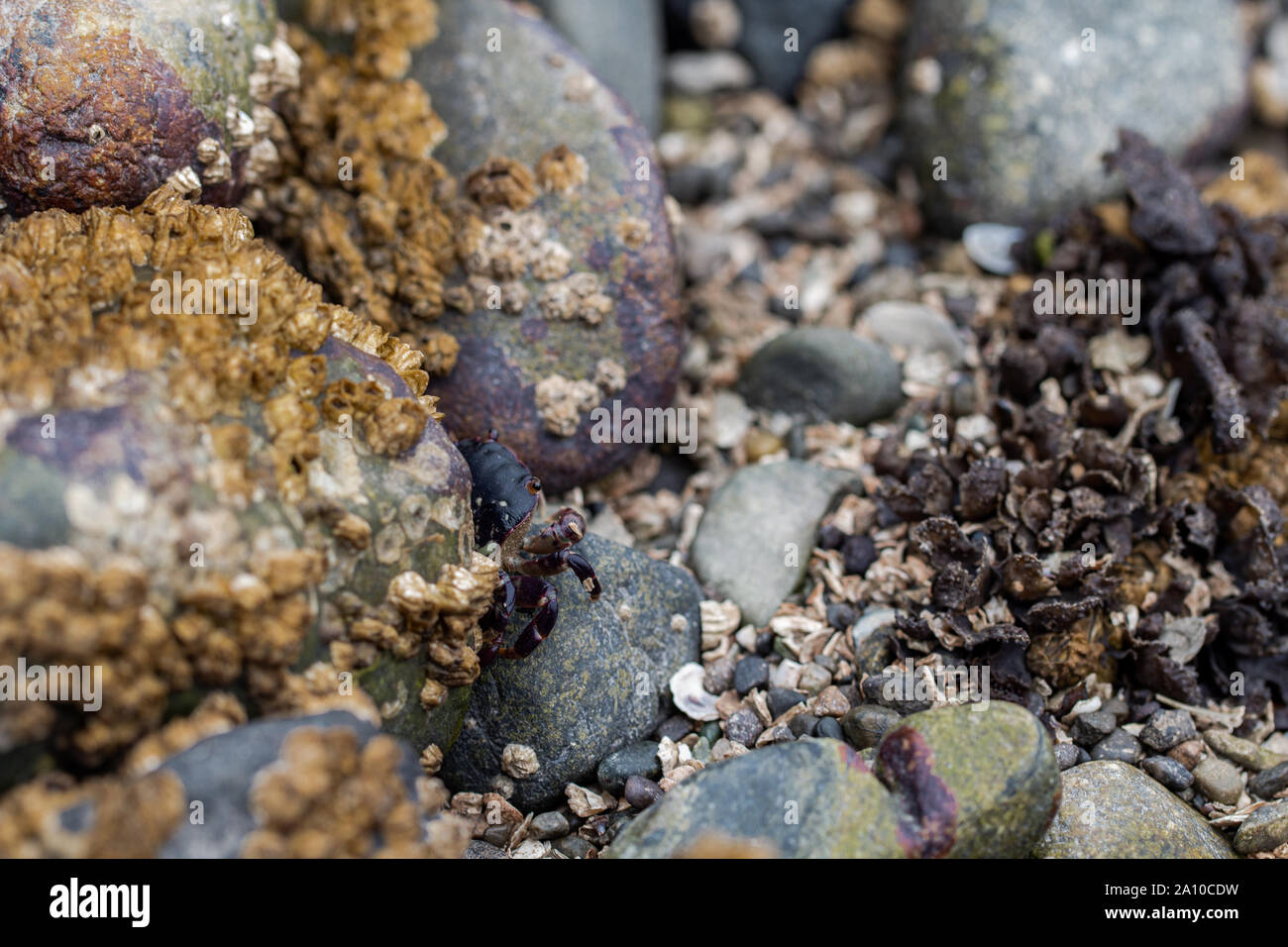 Beach craps crawling around the rocks Stock Photo