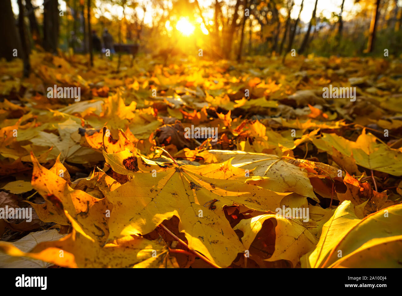 Bright foliage in autumn park Stock Photo
