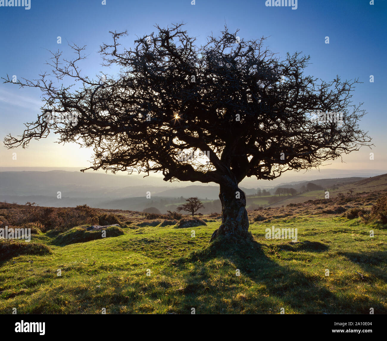 Old Hawthorn on Black Hill, Dartmoor, early morning Stock Photo
