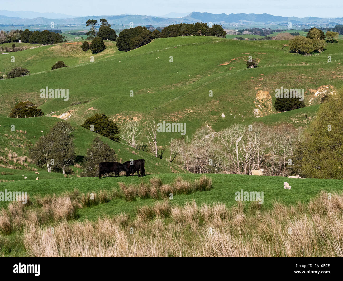 Rugged New Zealand countryside, Waikaretu, Waikato, North Island, New Zealand Stock Photo
