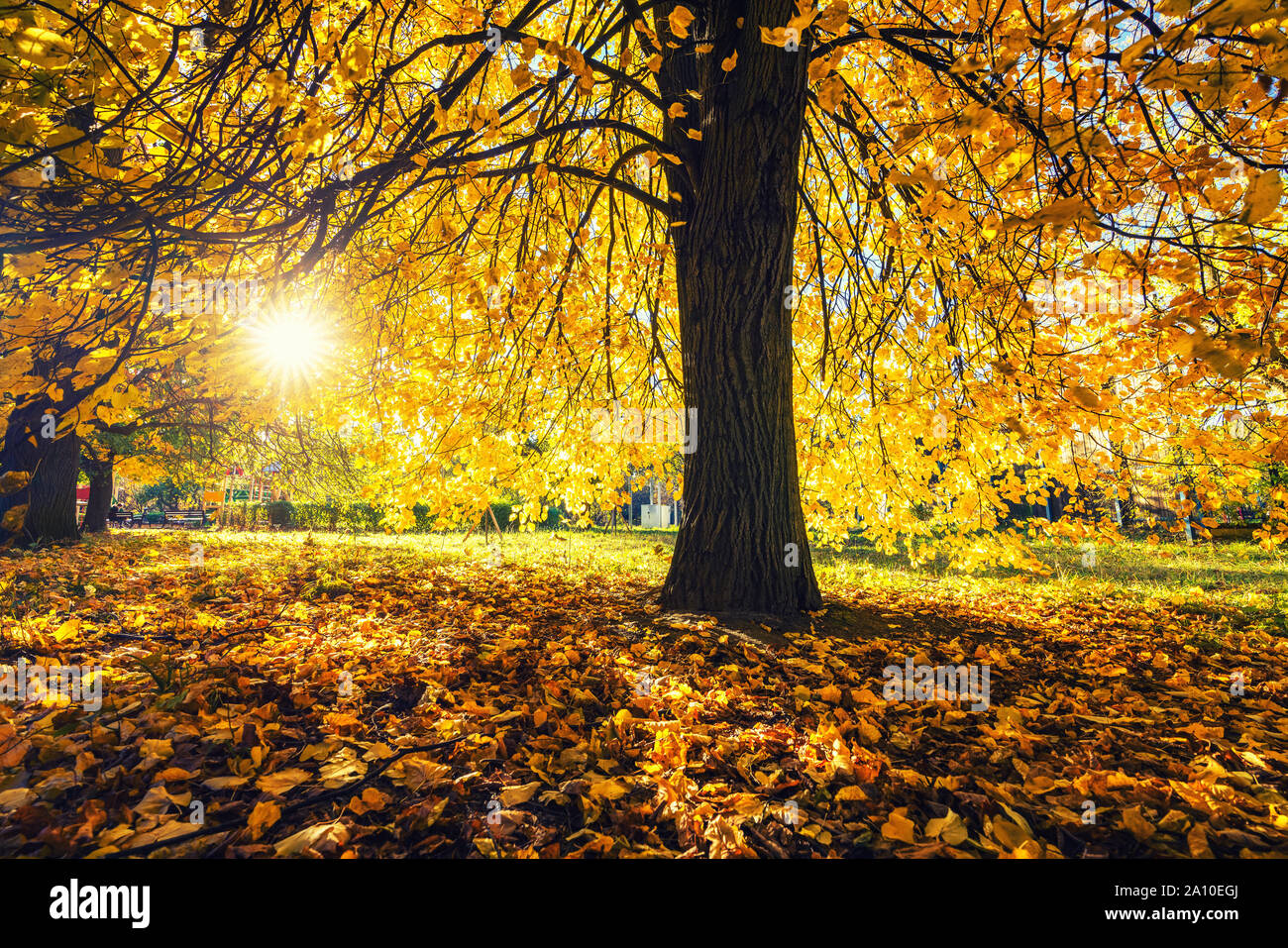 Bright orange tree hi-res stock photography and images - Alamy