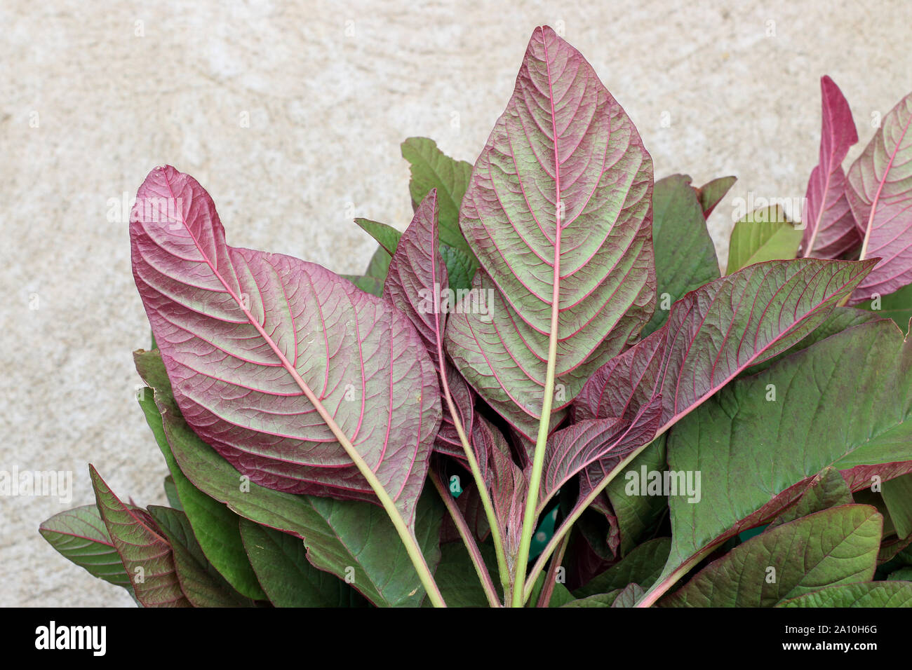 Amaranthus tricolor or known as Red Amaranth Stock Photo