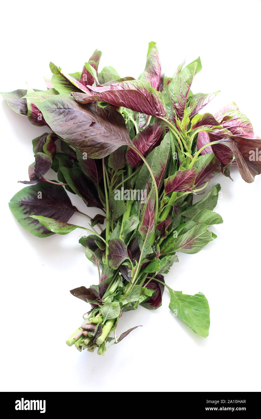 Amaranthus tricolor or known as Red Amaranth Stock Photo