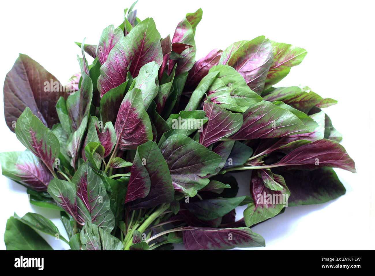 Amaranthus tricolor or known as Red Amaranth Stock Photo