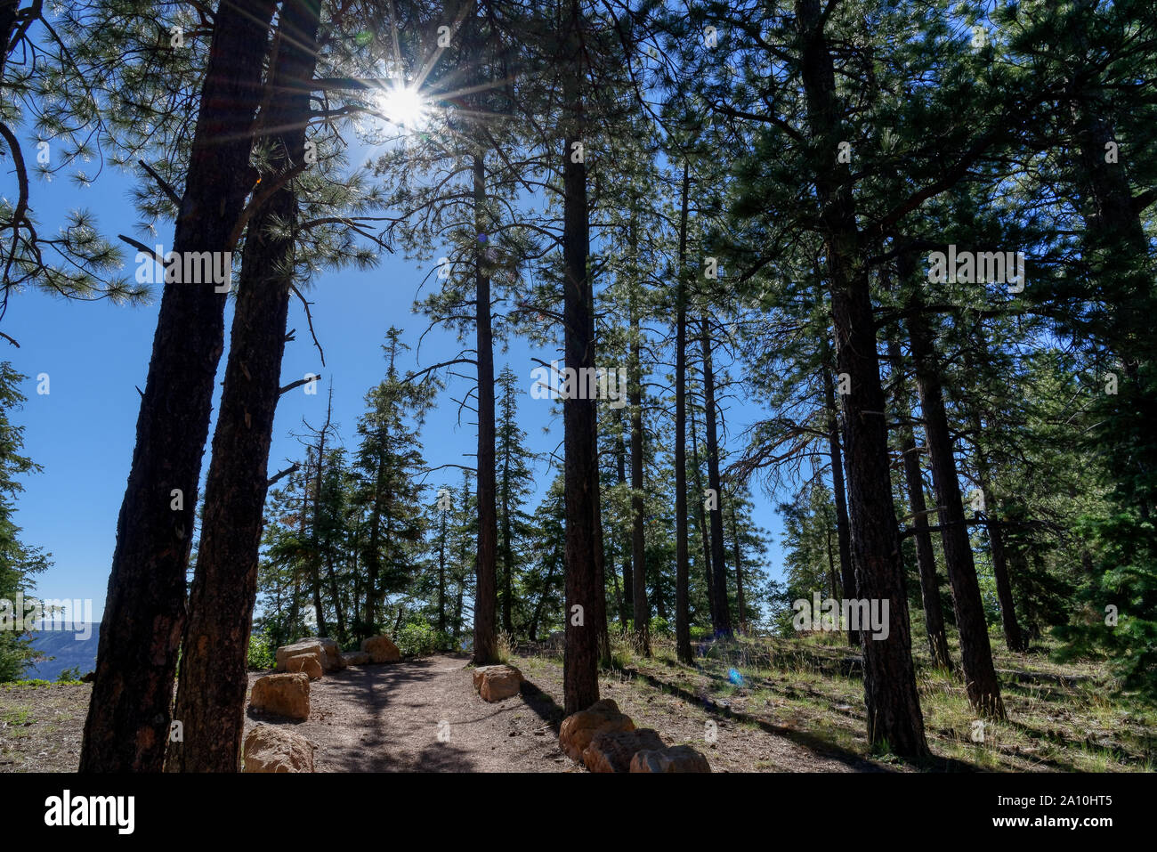 Forest in the North Rim of the Grand Canyon, Arizona Stock Photo - Alamy