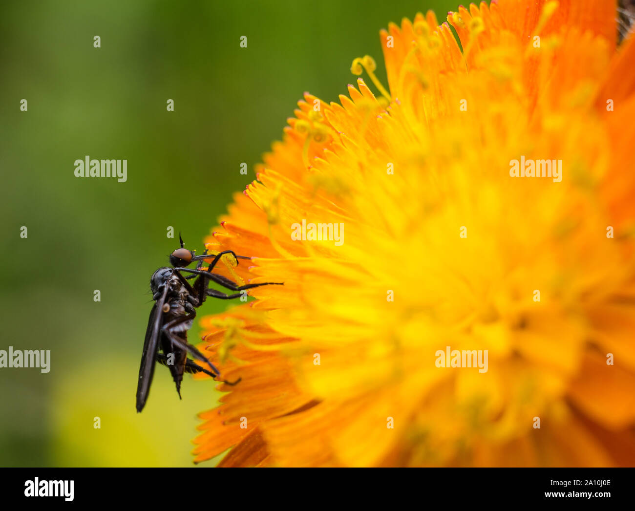 Empididae, macro of a dagger fly on a yellow common thistle Stock Photo