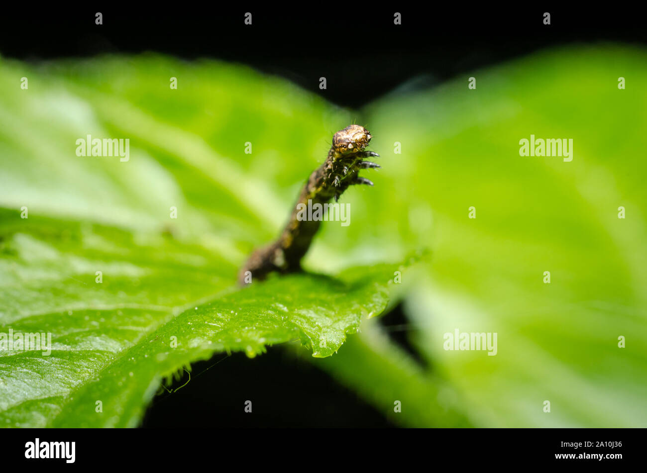 Geometridae, macro of an inchworm on a leaf in the forest Stock Photo
