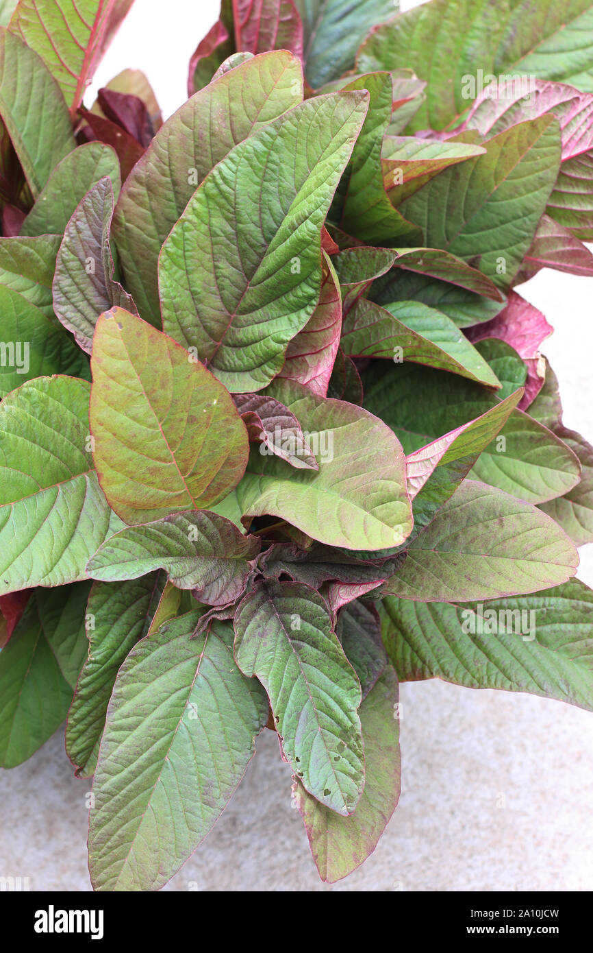 Amaranthus tricolor or known as Red Amaranth Stock Photo