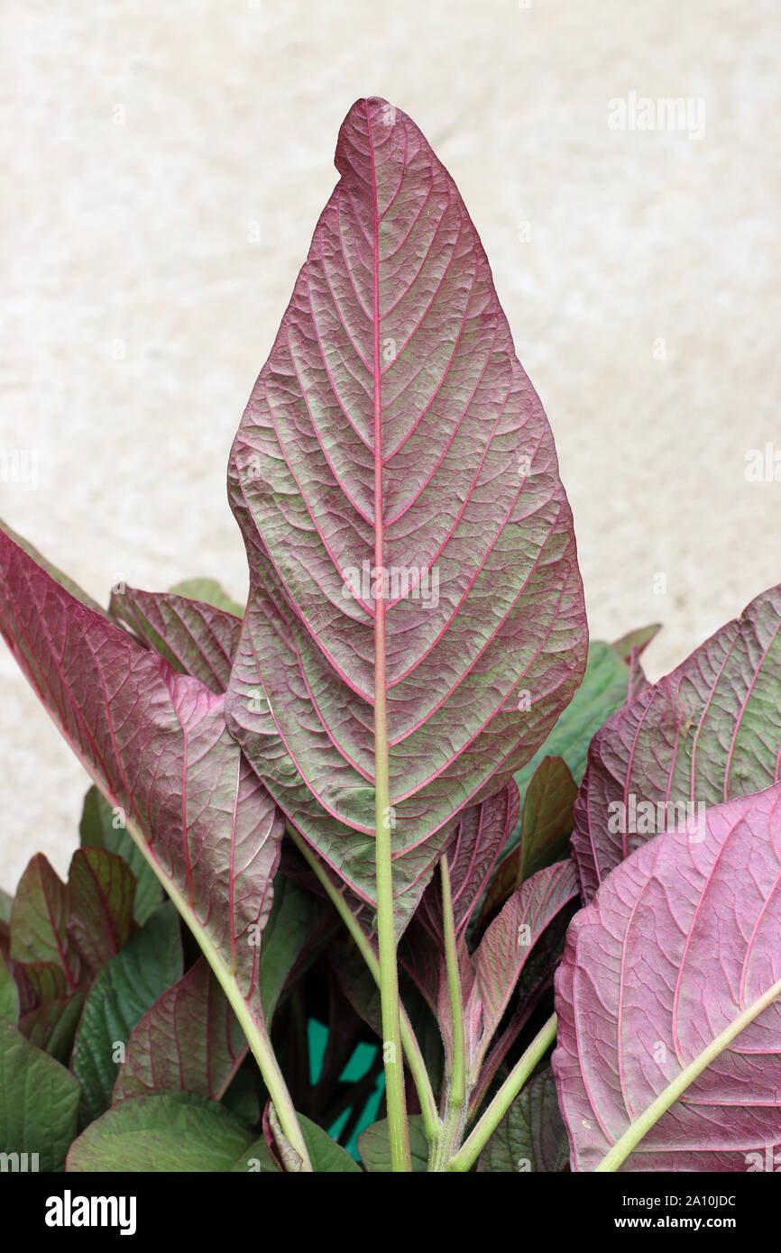 Amaranthus tricolor or known as Red Amaranth Stock Photo