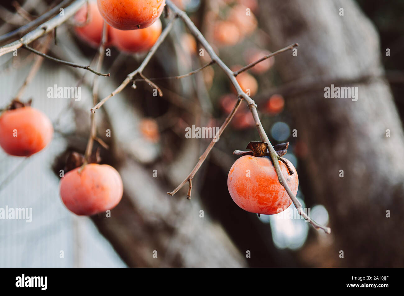 Japanese Kaki fresh beautiful organic persimmon fruits on its tree close up detail Stock Photo
