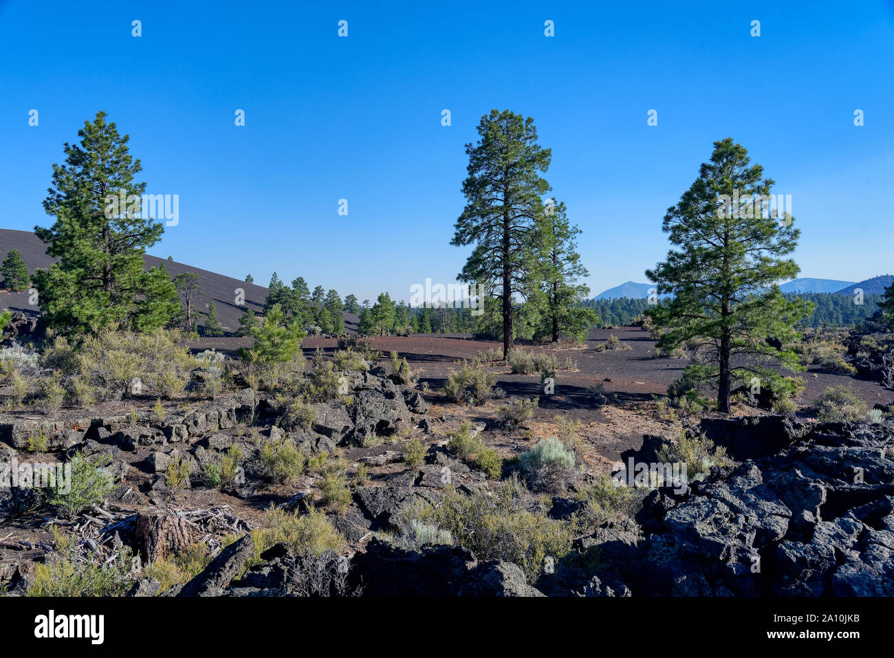 Ponderosa pine forest near Flagstaff, Arizona Stock Photo Alamy