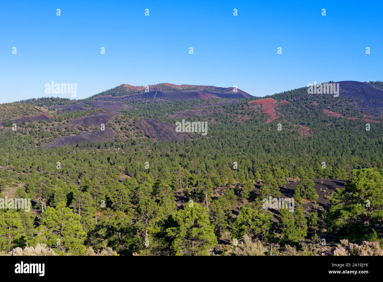 Ponderosa pine forest near Flagstaff, Arizona Stock Photo
