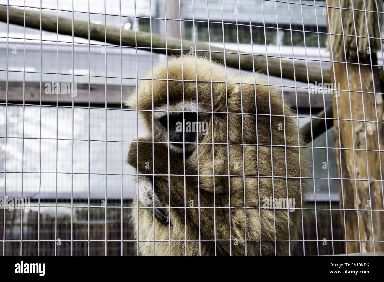 Orangutan locked cage, wild animals abuse, monkeys Stock Photo ...
