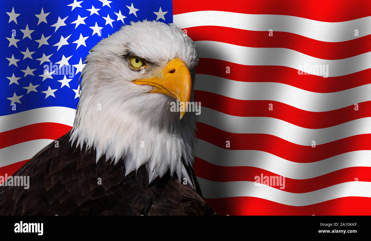 Bald eagle fronts the USA flag Stock Photo