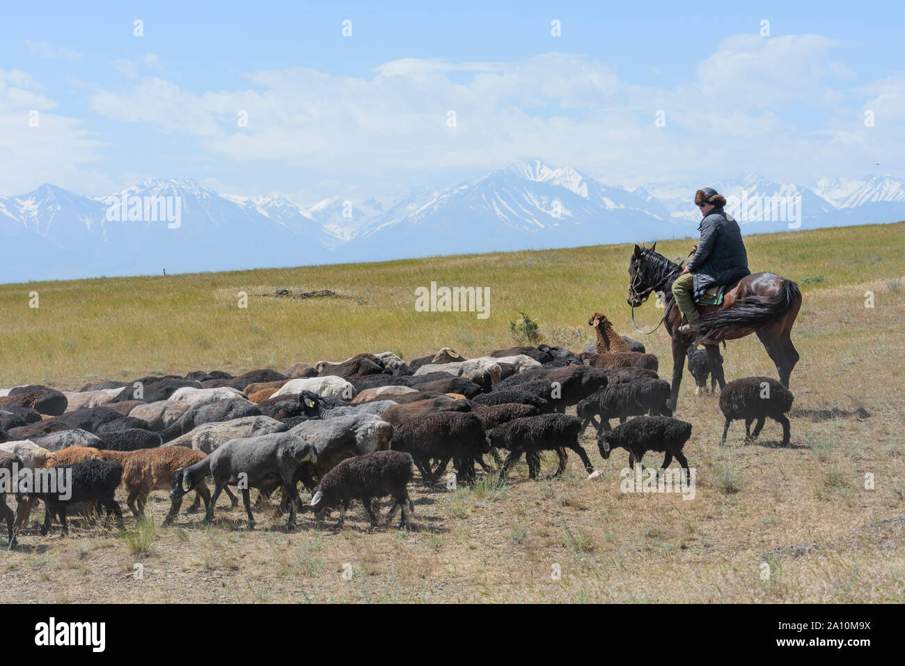 Shepherd on horseback with his flock of sheep on the steppe of Kazakhstan Stock Photo