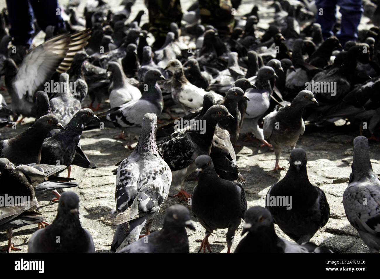 Pigeons in urban street, free birds, animals, landscape Stock Photo