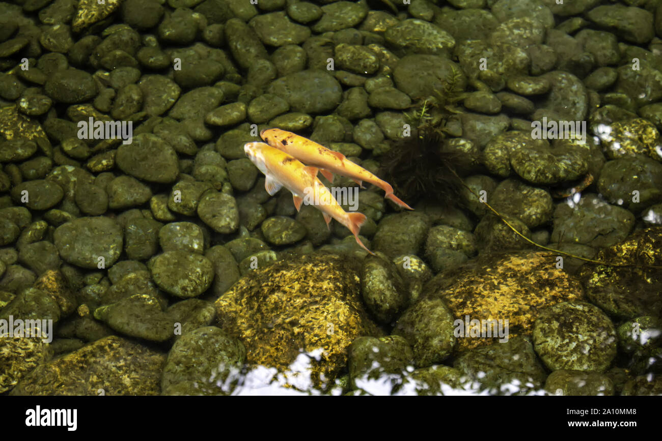 Fish in river in freedom, animals and landscapes, nature Stock Photo