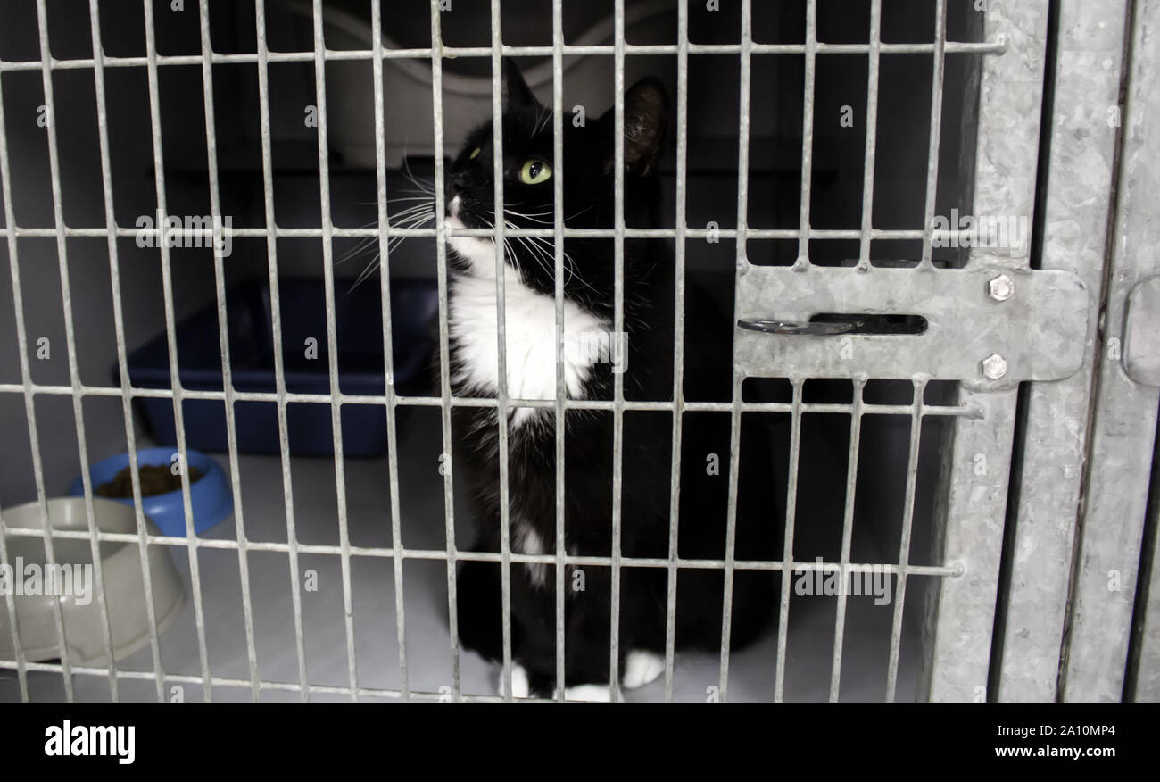 Cat locked cage, animal abuse and loneliness, pets Stock Photo Alamy