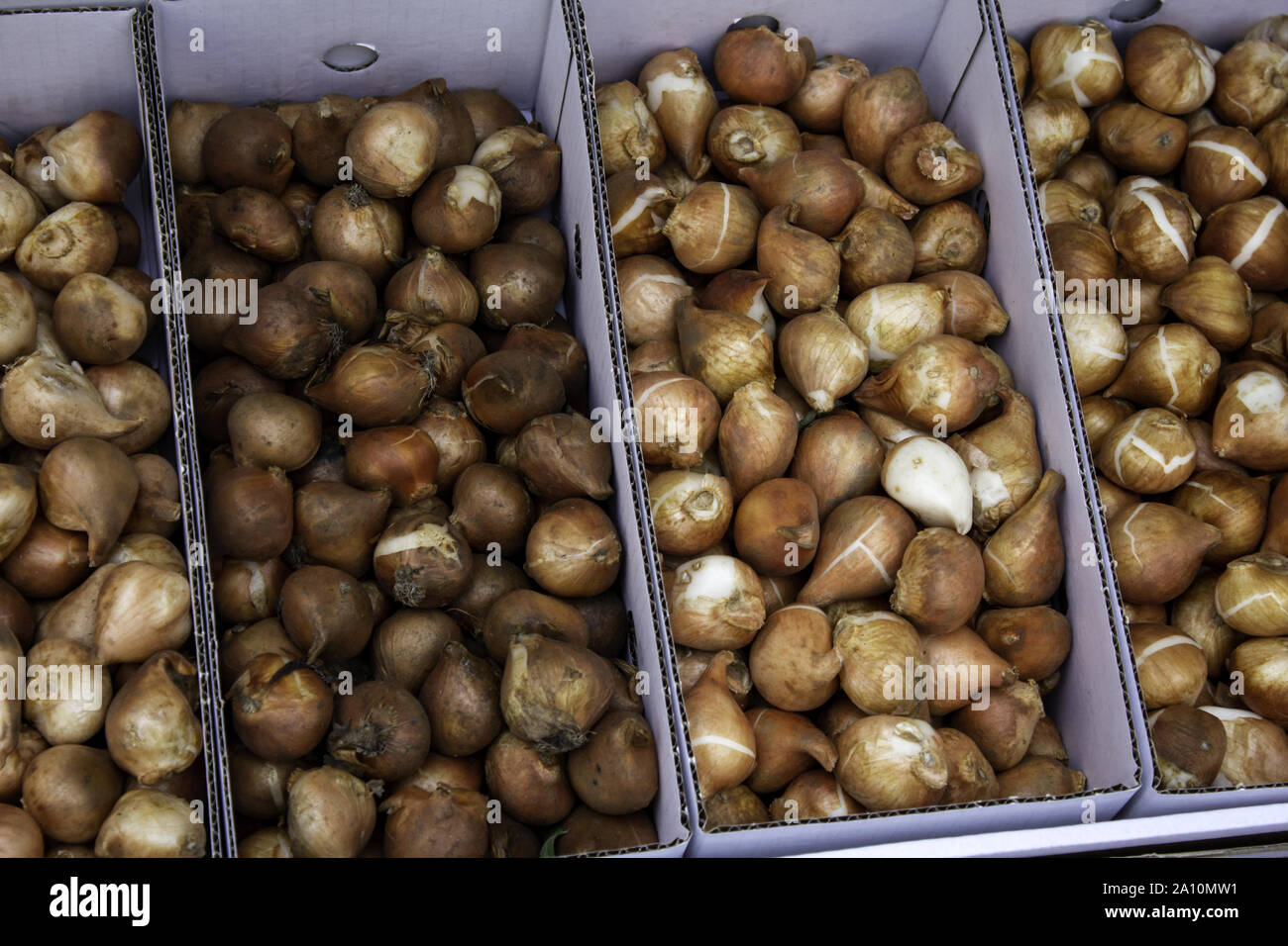 Bulbs in a market, detail of plants and seeds Stock Photo