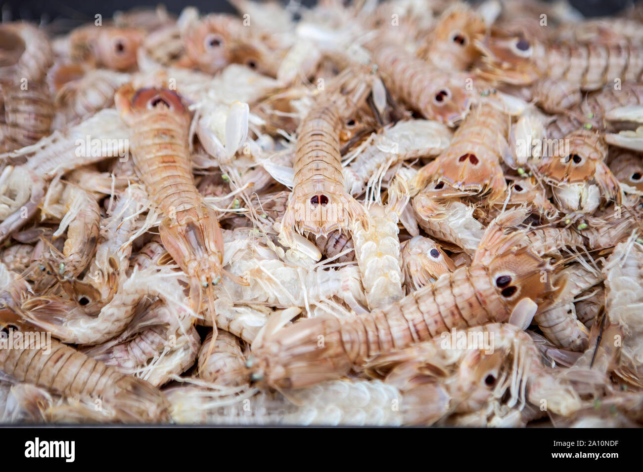 Many squilla mantis sold at the fish market of Catania Stock Photo
