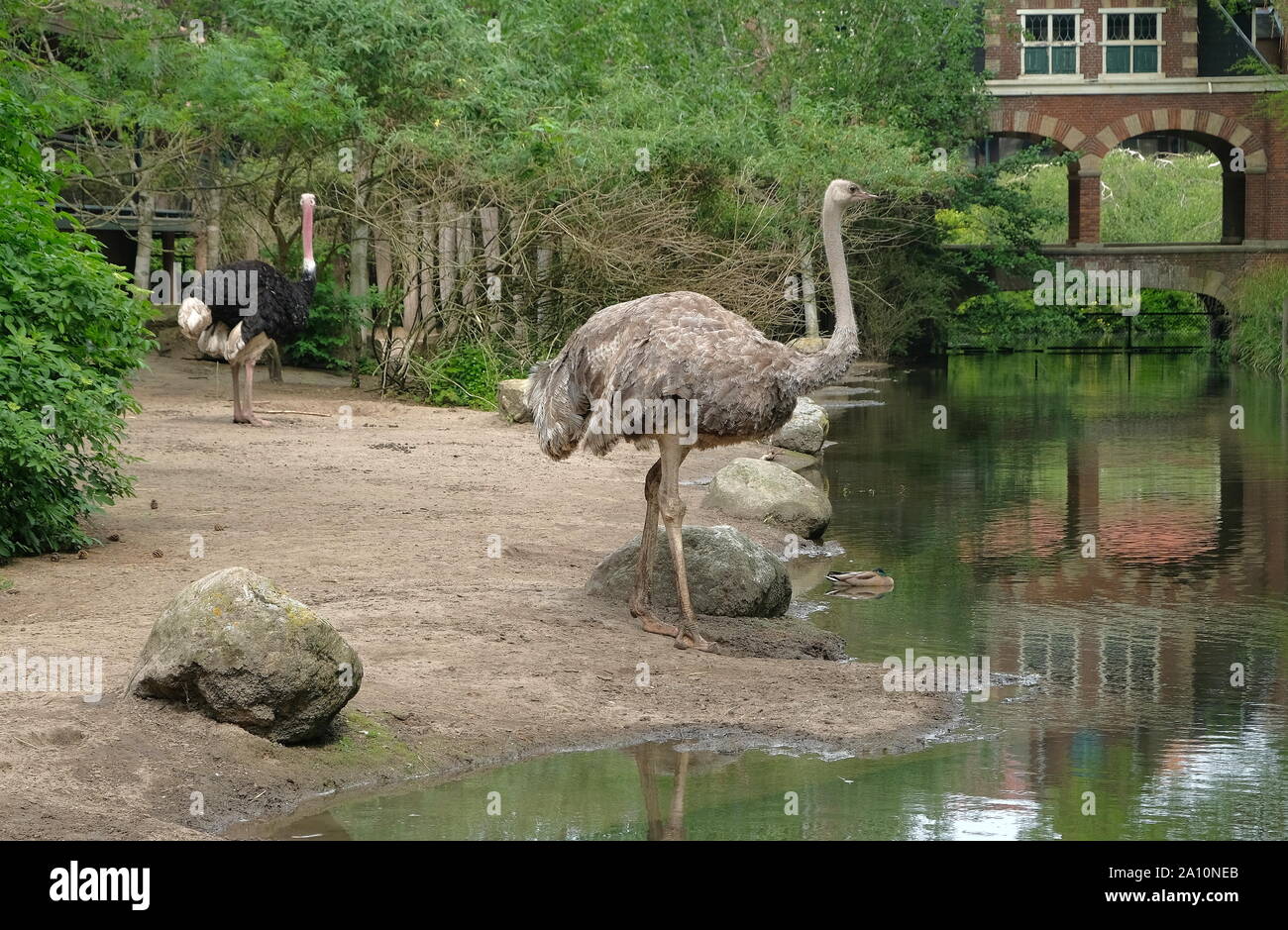 Ostrich in dutch zoo avifauna in the netherlands on a clear day Stock Photo