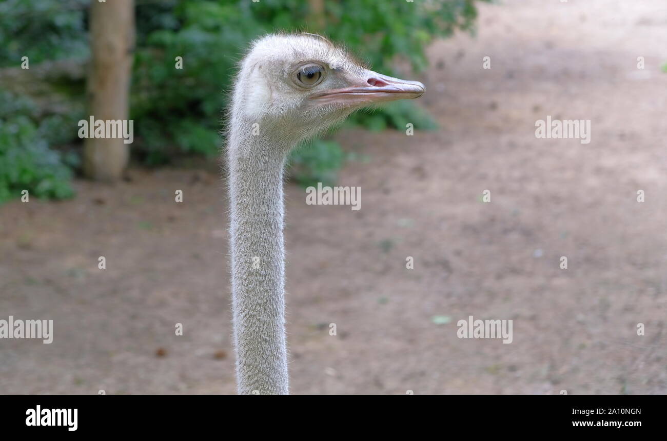 Ostrich in dutch zoo avifauna in the netherlands on a clear day Stock Photo