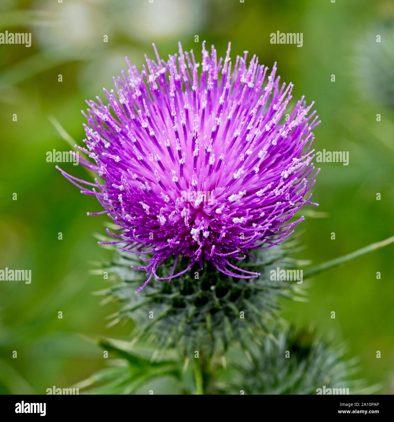 Purple thistle flower, Gloucestershire, England, UK Stock Photo Alamy