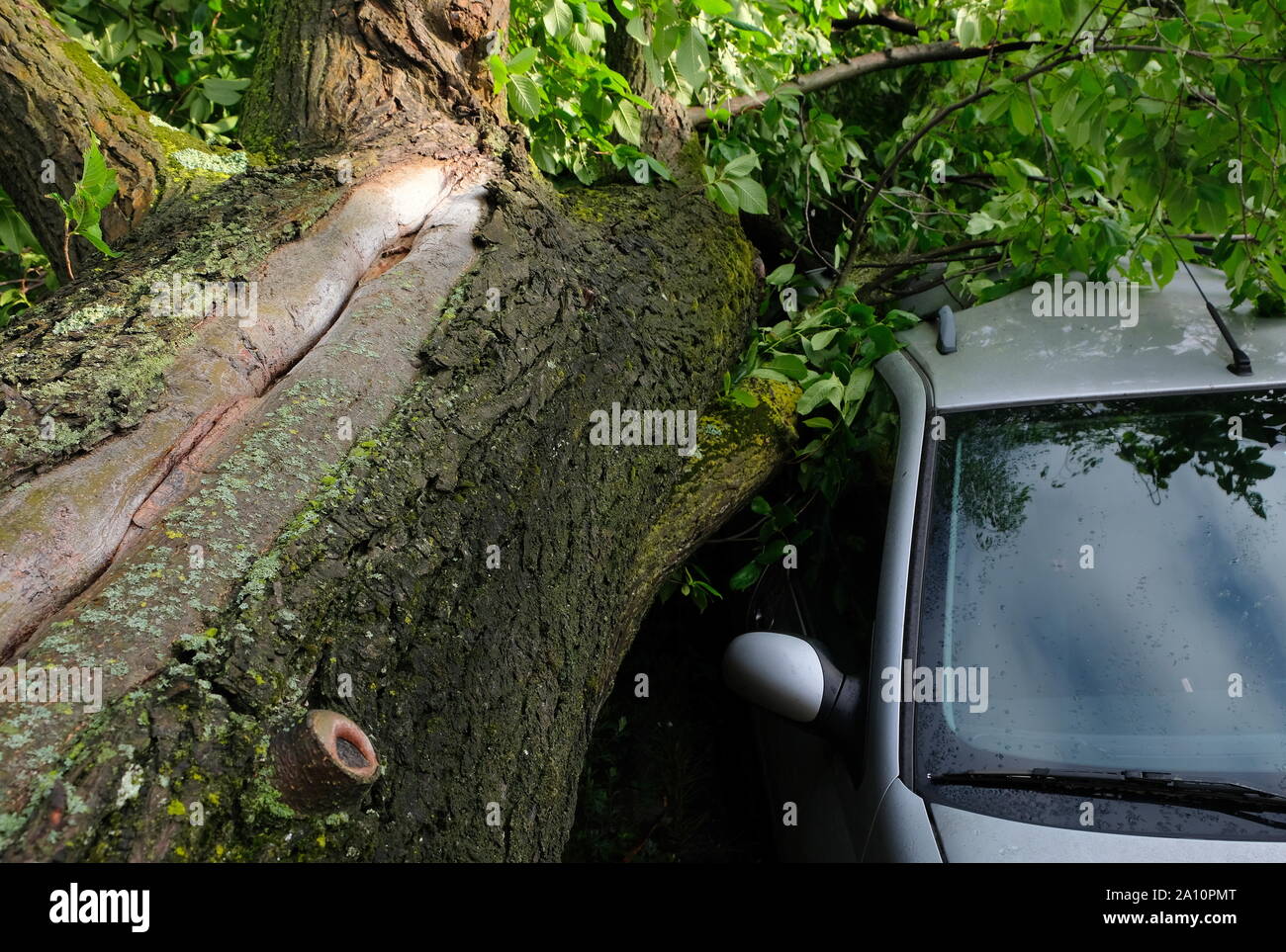 A tree fell on a car during a hurricane. Broken tree on a car closeup in amsterdam netherlands