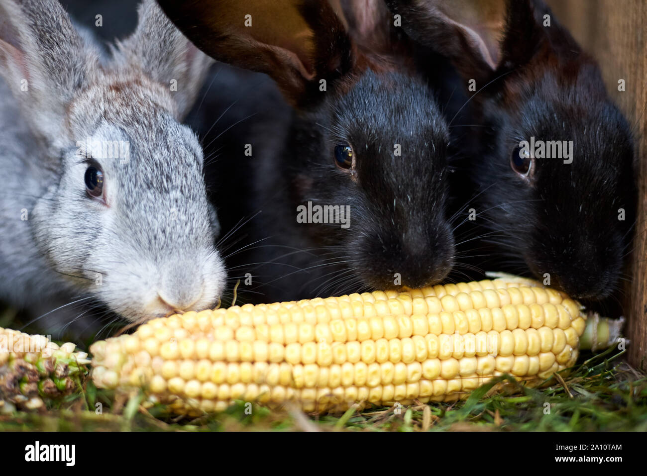 Gray and black bunny rabbits eating ear of corn, close up Stock Photo