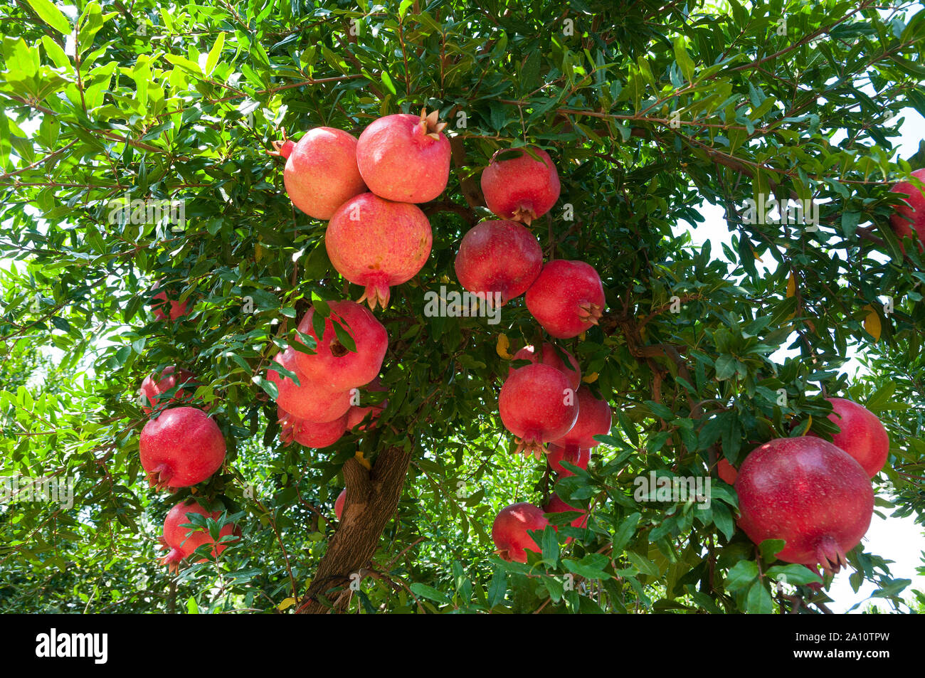 Organic pomegranate trees Stock Photo