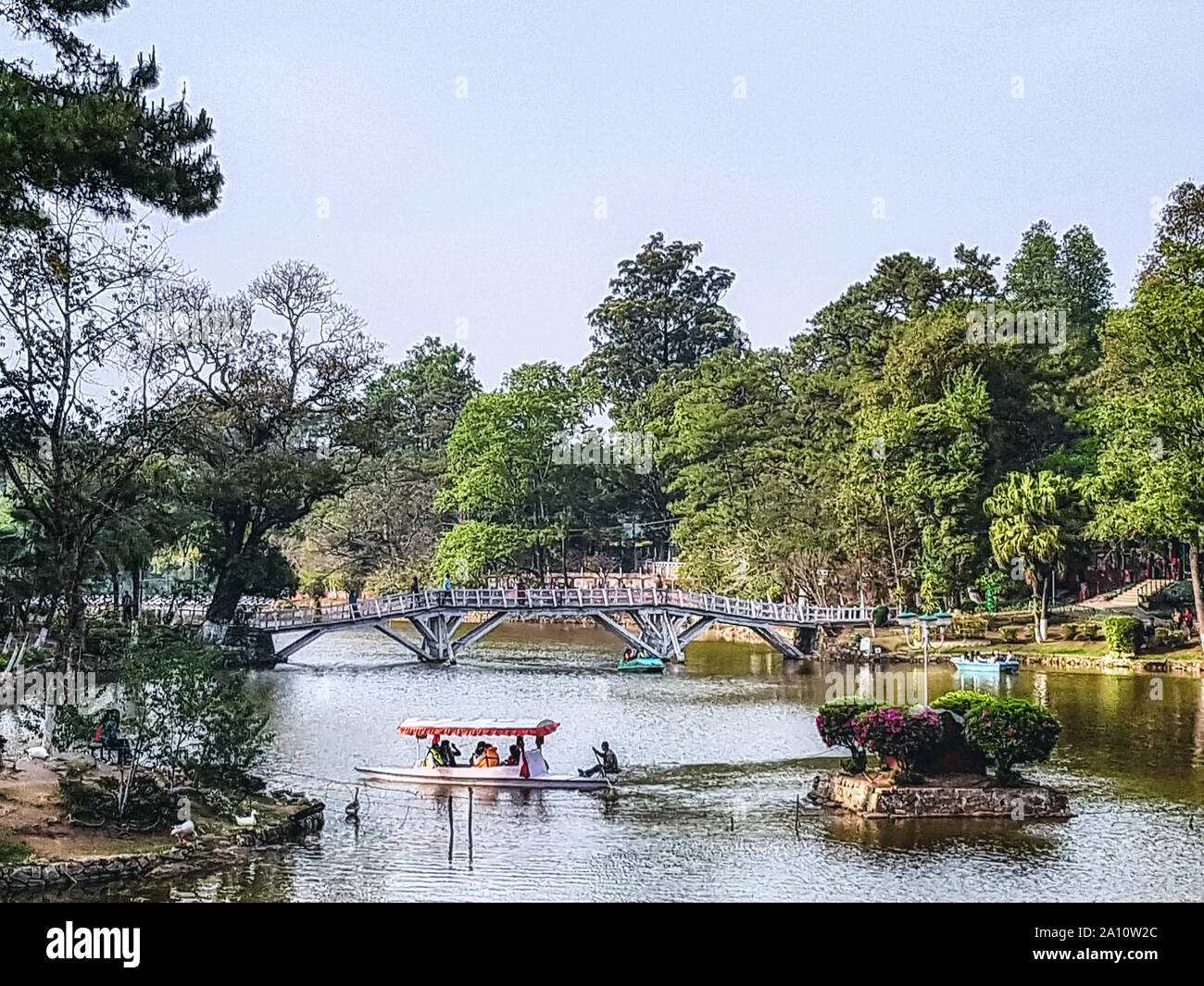 Pond with flowers, Shillong, Meghalaya, India. Stock Photo