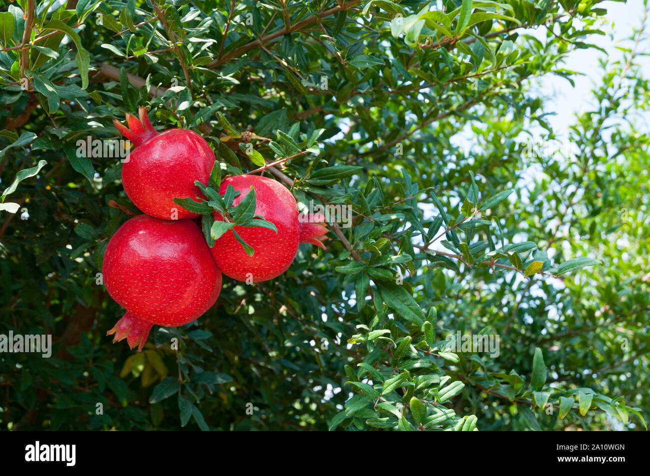 Organic pomegranate trees Stock Photo - Alamy