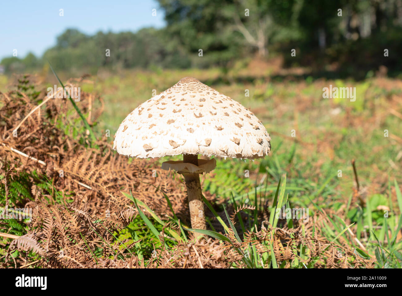 amanita, mushroom with large dots in a field with a blurred background Stock Photo