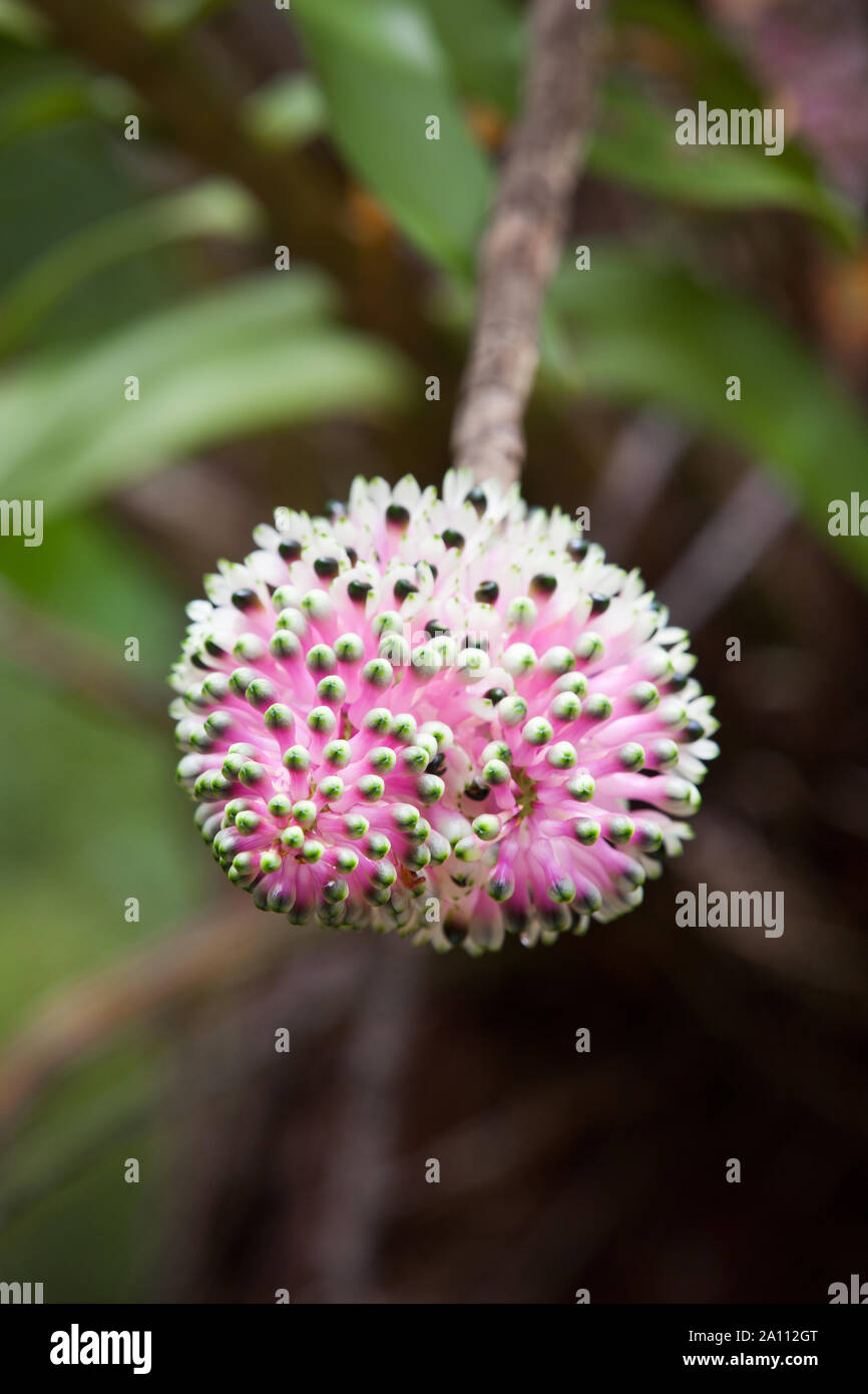 Bottlebrush Orchid (Coelandria smillieae) flowering. September 2019. Cow Bay. Daintree National Park. Queensland. Australia. Stock Photo