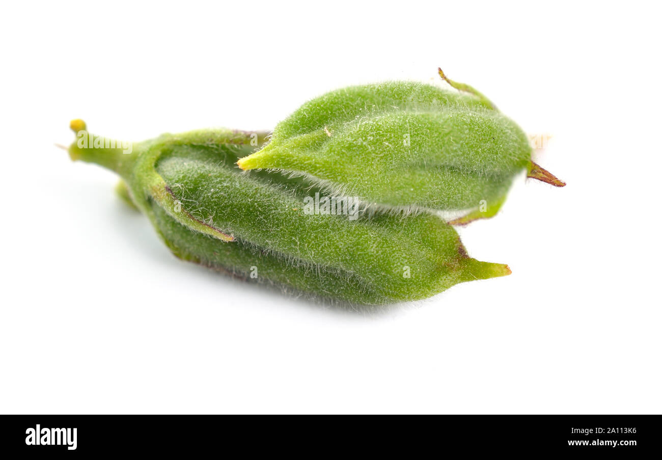 Sesame green pods isolated on white background Stock Photo