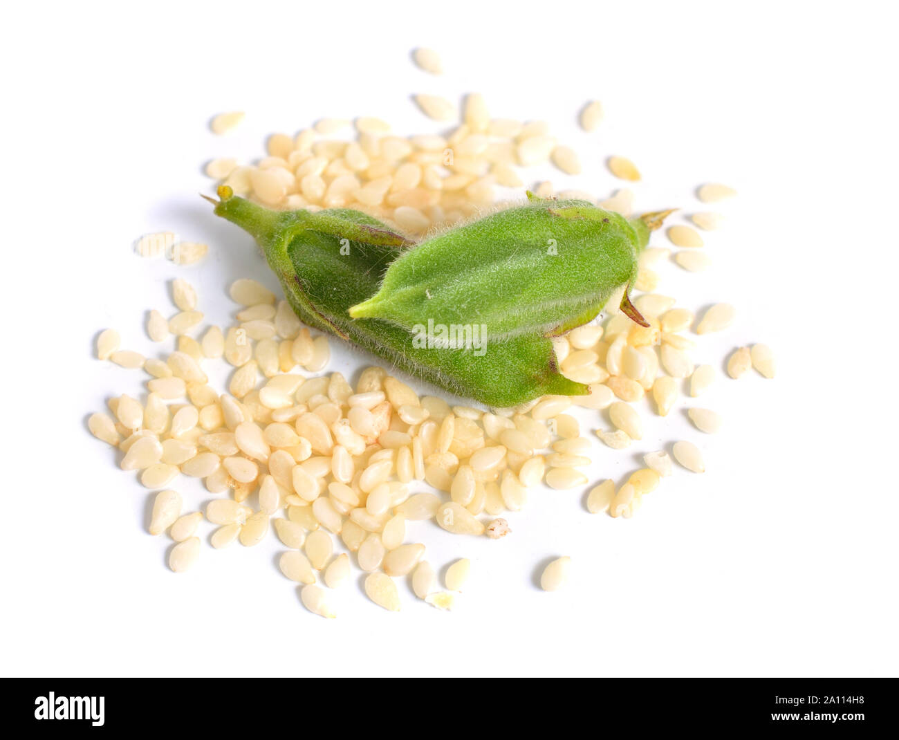 Sesame green pods with seed isolated on white background Stock Photo