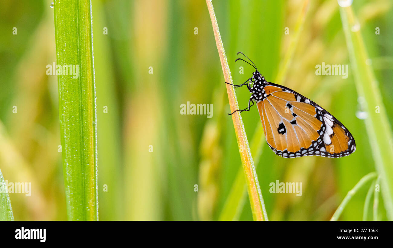 African Monarch perching on rice leaf with dew drops on its wing and leaf Stock Photo