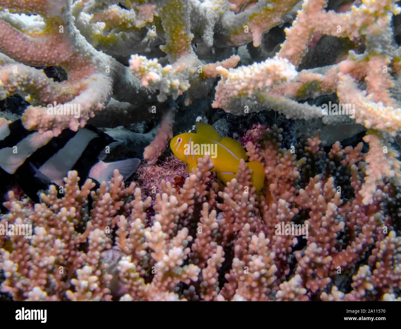 Lemon Coral Goby (Gobiodon citrinus) Stock Photo