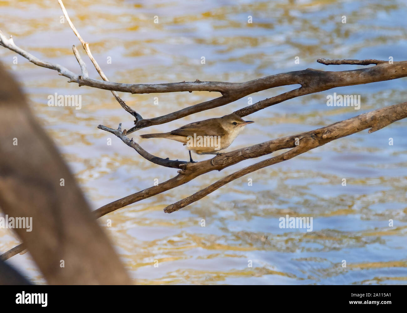 A Australian Reed Warbler caught out in the open perched on dead branch on the water's edge Stock Photo