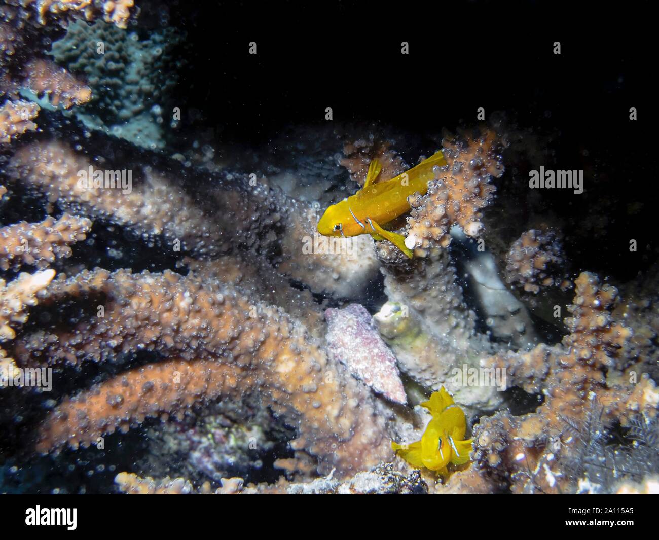 Lemon Coral Goby (Gobiodon citrinus) Stock Photo