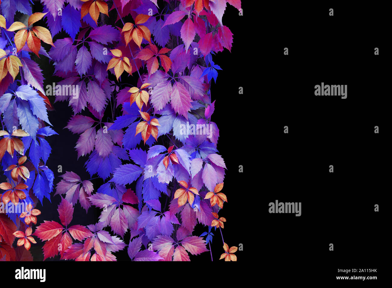 Abstract Blue Purple Pink Red Yellow Girlish Grape Leaves Decorative Pattern On Black Background Isolated Close Up Copy Space Stock Photo Alamy