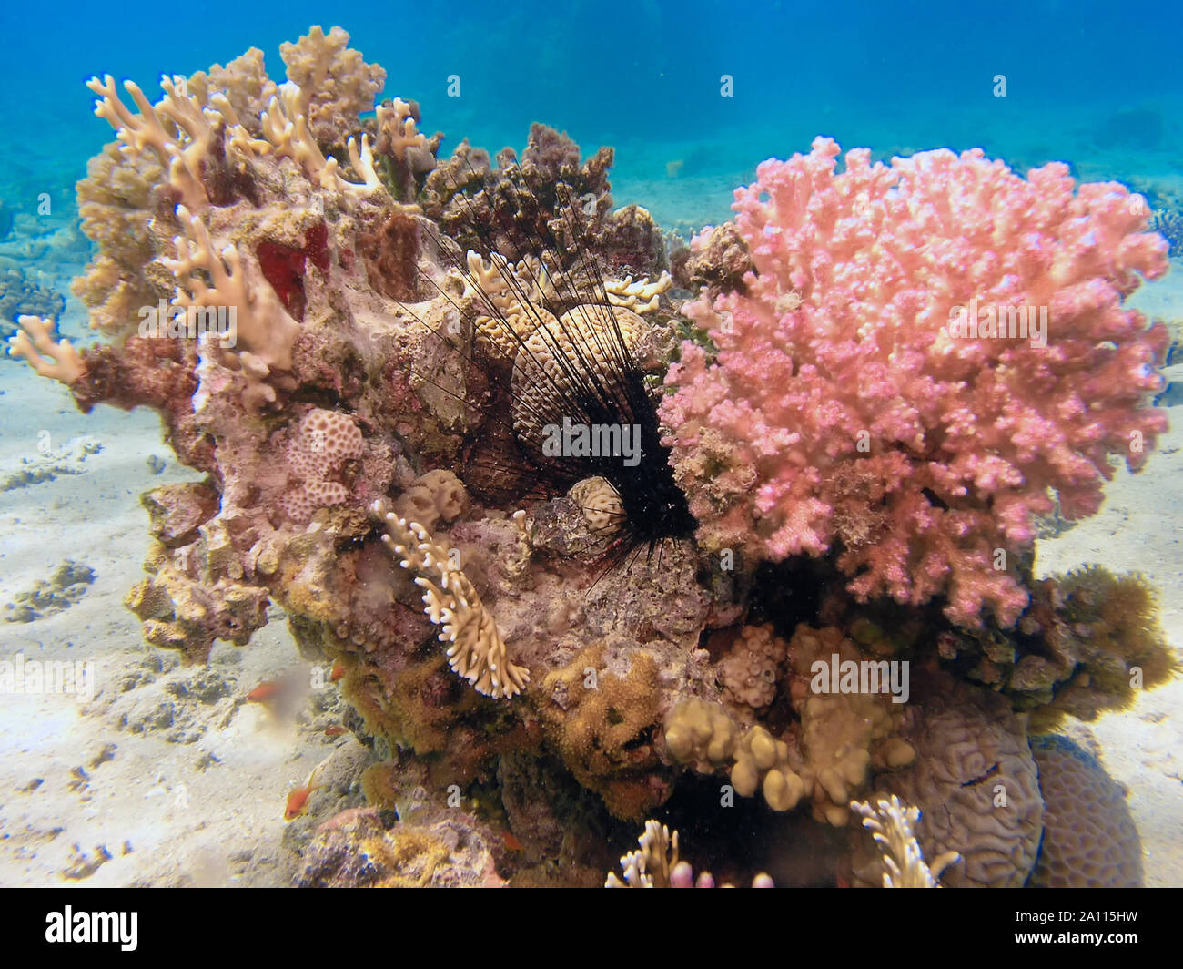 Long Spined Sea Urchin (Diadema antillarum) Stock Photo