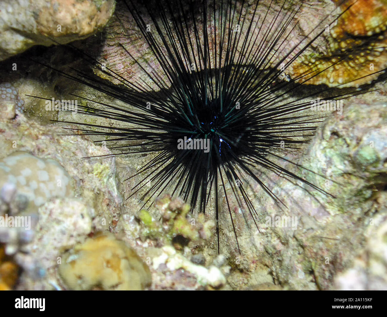 Long Spined Sea Urchin (Diadema antillarum) Stock Photo