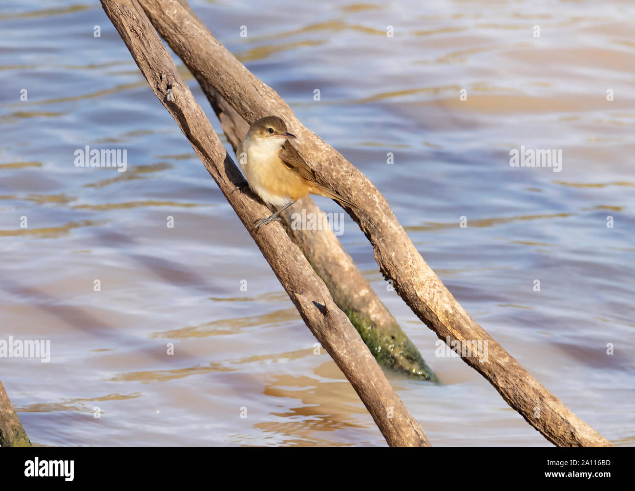 A Australian Reed Warbler caught out in the open perched on dead branch on the water's edge Stock Photo