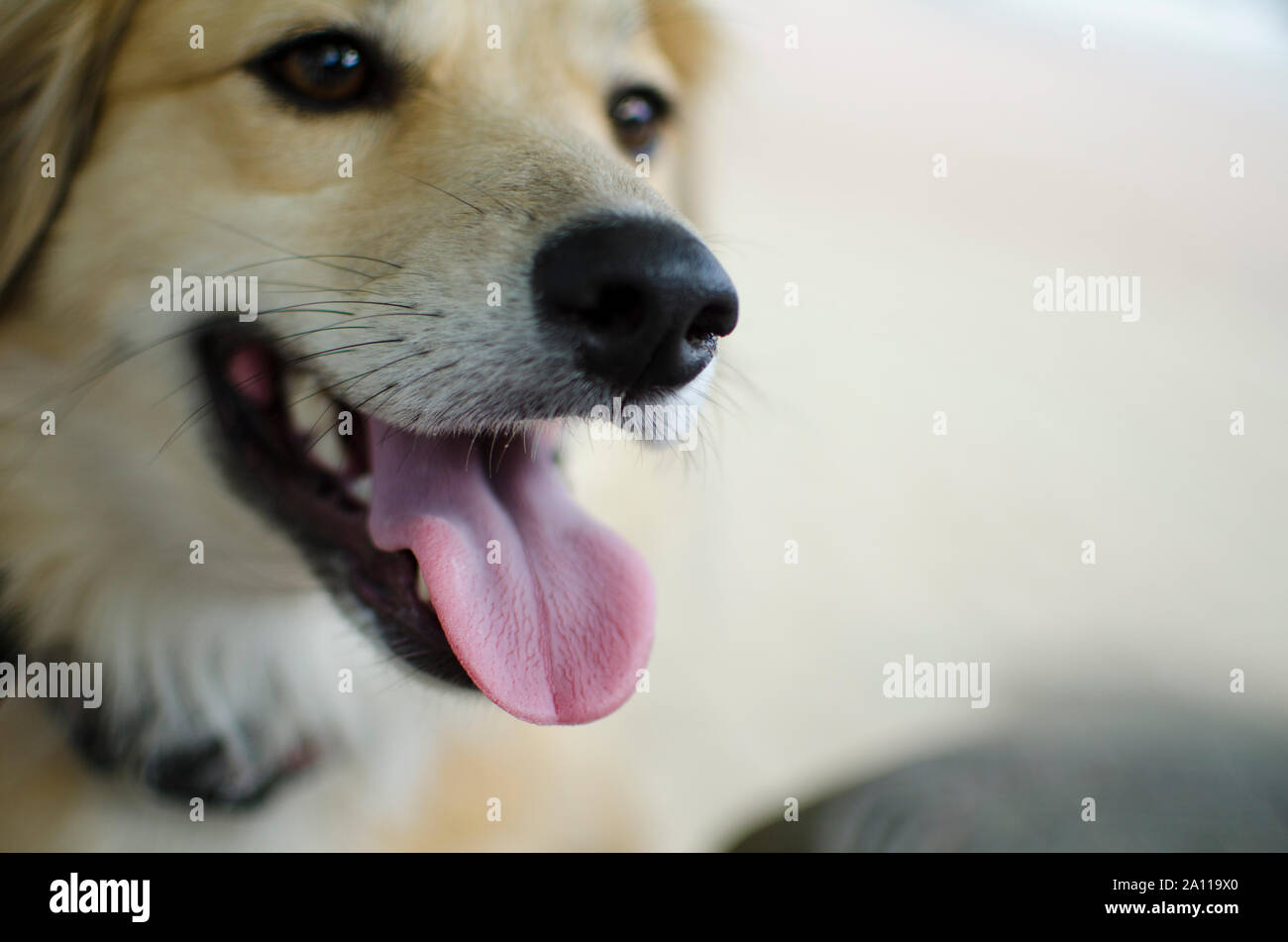 close up of a blonde or golden haired cute friendly dog smiling or looking at the camera with bokeh effect and sharp on tongue and nose. Stock Photo