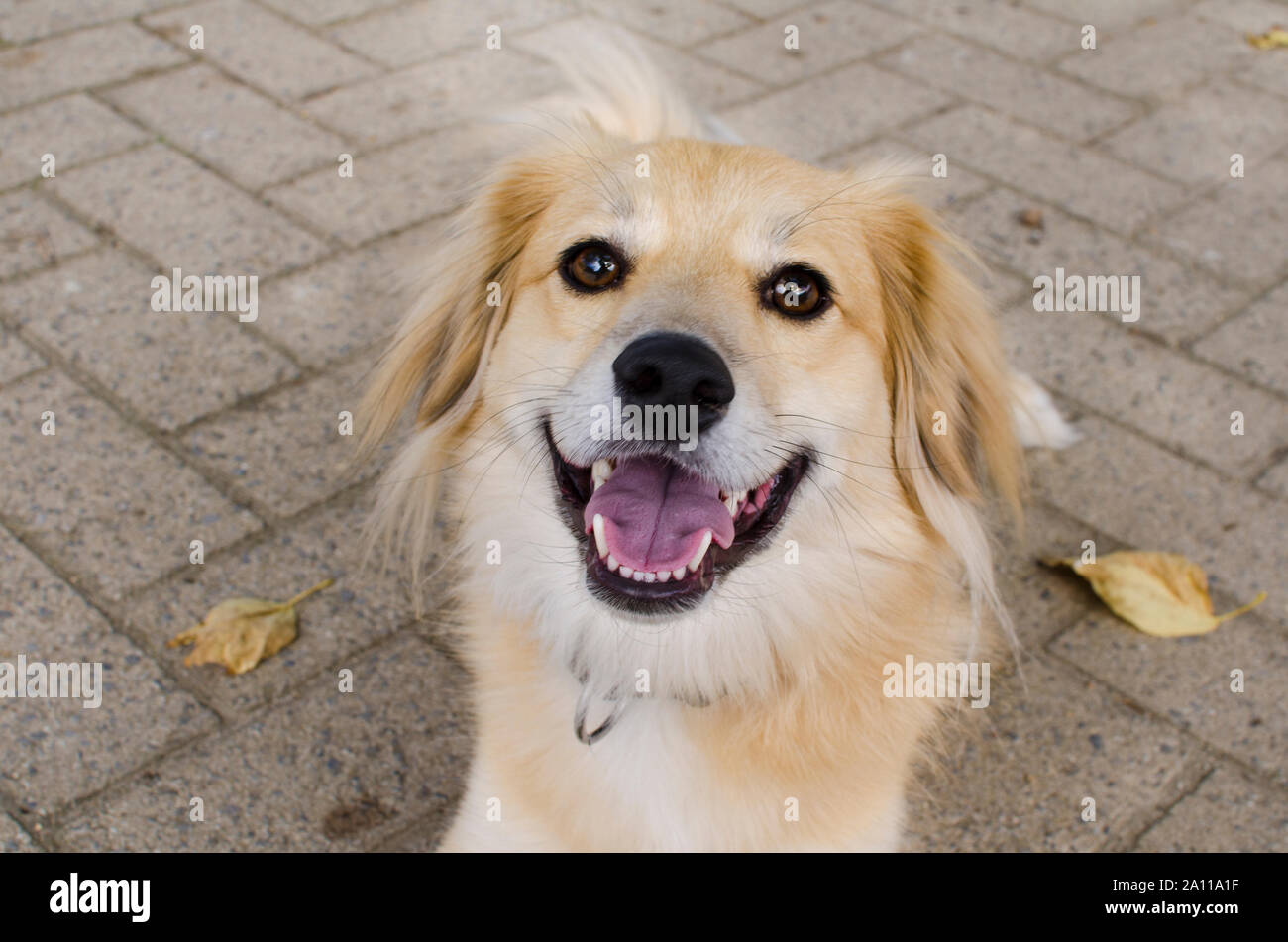 close up of a blonde or golden haired cute friendly dog smiling or looking at the camera with bokeh effect and sharp on tongue and nose. Stock Photo
