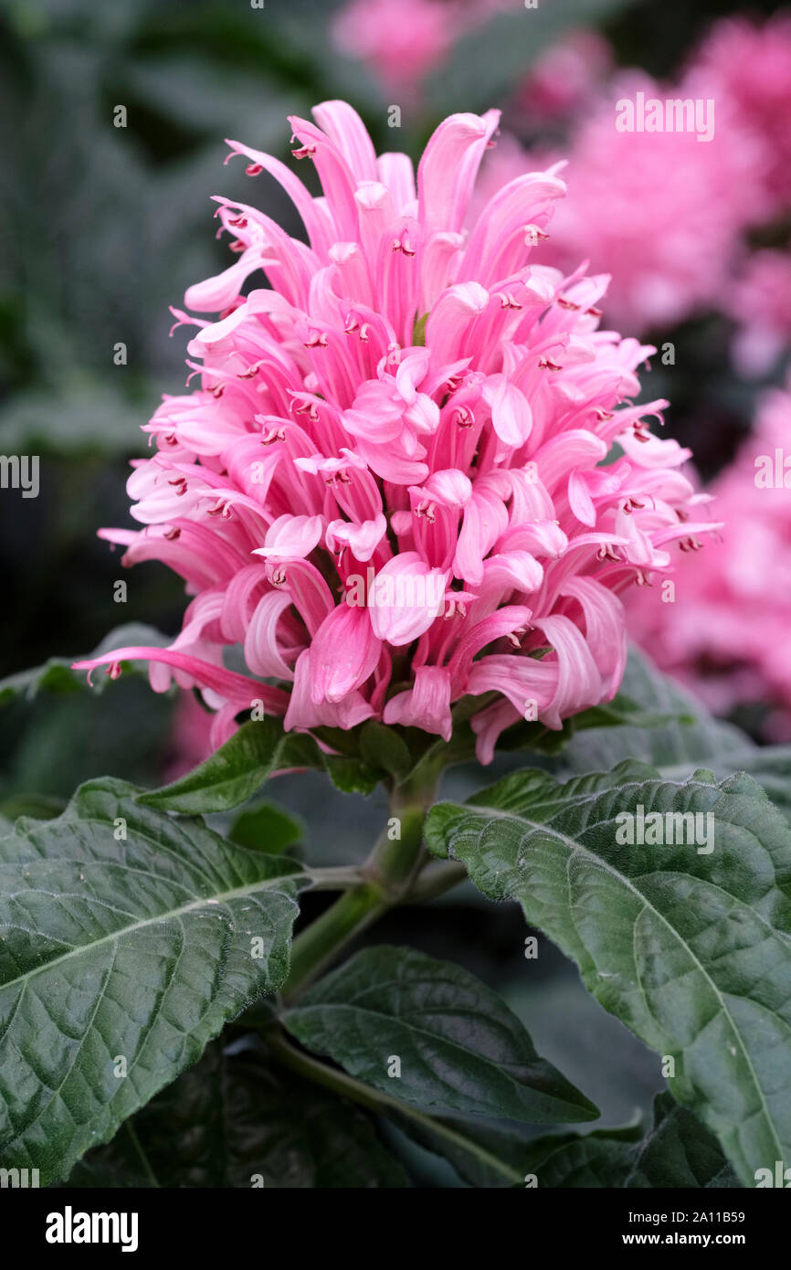 Close-up of pink flowers of Justicia carnea Brazilian plume flower, Brazilian-plume, flamingo flower, jacobinia, Hospital Too Far or Blood of Jesus Stock Photo