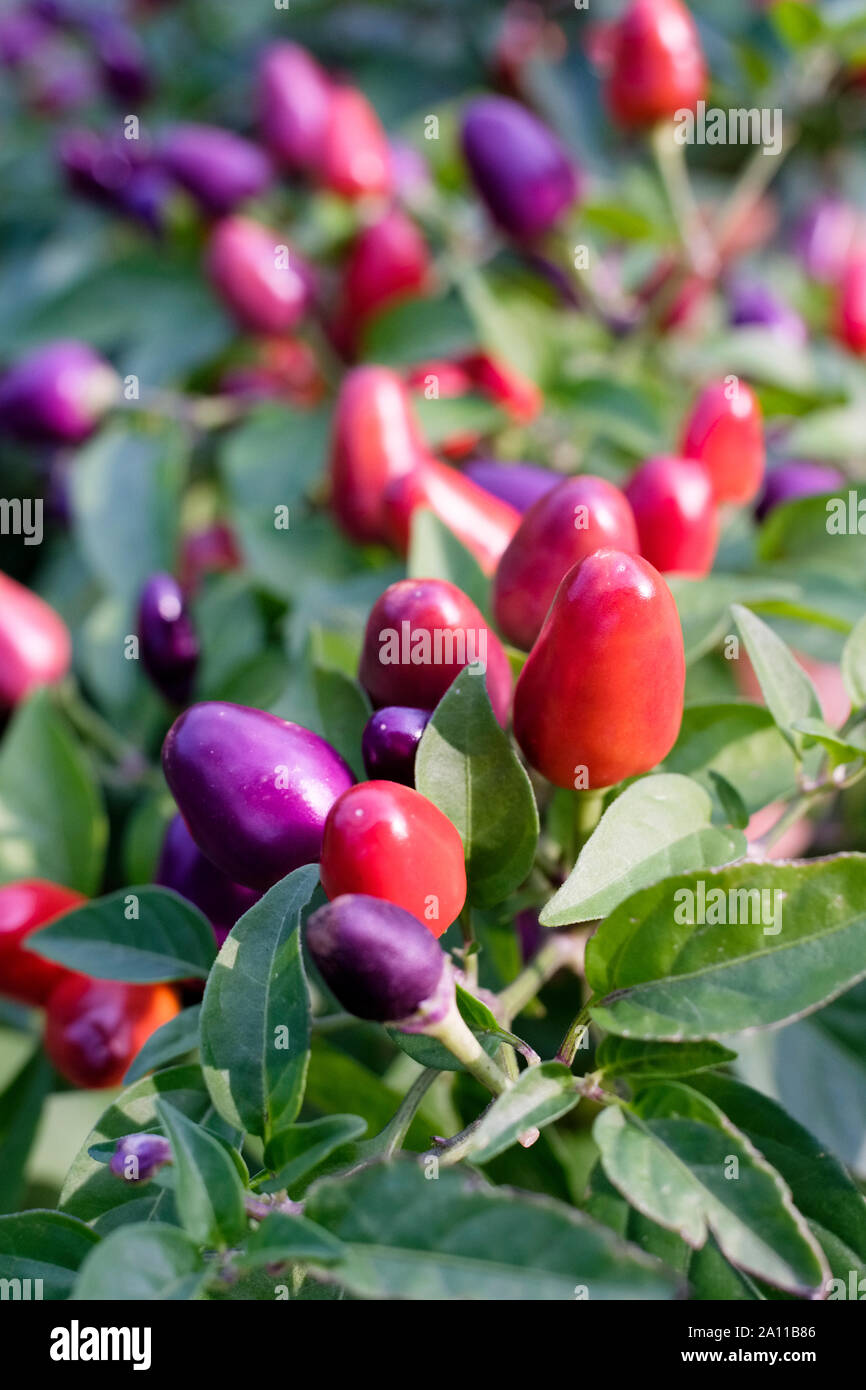 Ripe, colourful Chilli Pepper 'Loco' F1 Hybrid peppers growing on the bush. Capsicum annuum, Stock Photo