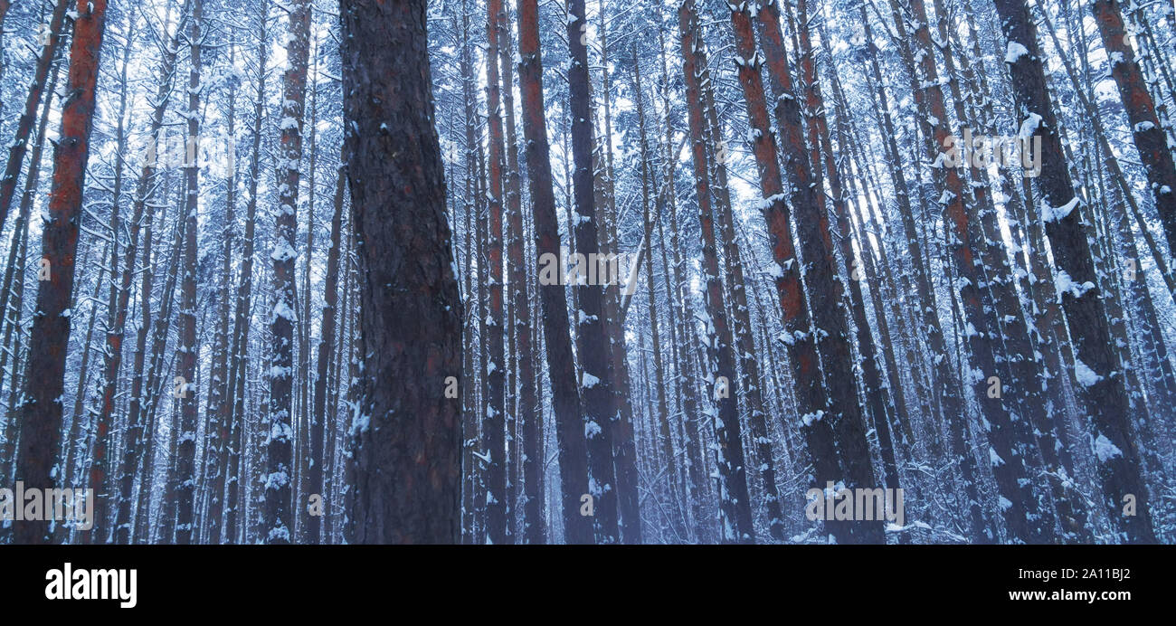 Beautiful winter forest, fresh snow on trees in winter forest. Stock Photo